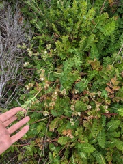Potentilla californica, photograph Trevor Van Loon, CC BY, iNaturalist via GBIF