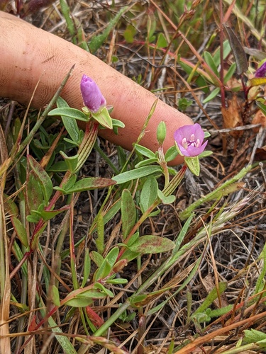 Prostrate clarkia (Clarkia prostrata)