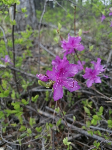 Rhododendron dauricum (Rhododendron dauricum)