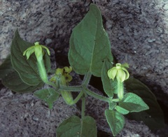 Nectouxia formosa