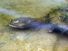 Hydromedusa tectifera