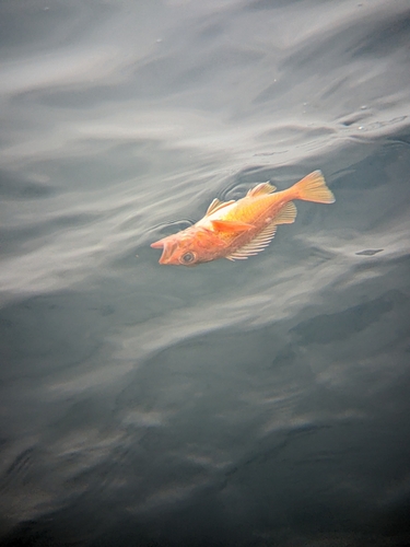 Greenspotted rockfish (Sebastes chlorostictus) — Sebastidae — 5