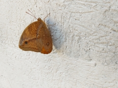 Opsiphanes boisduvallii