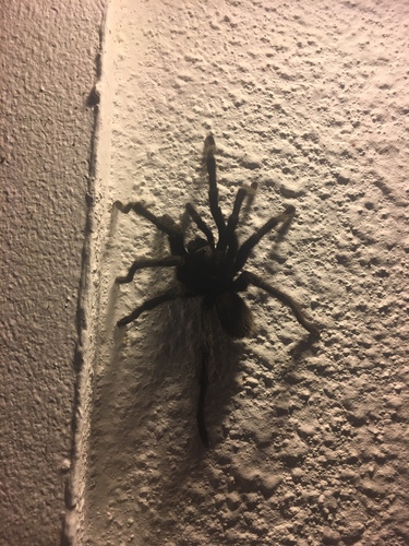 Aphonopelma