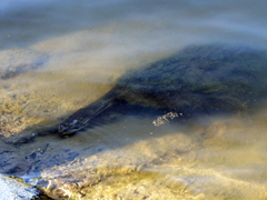 Hydromedusa tectifera