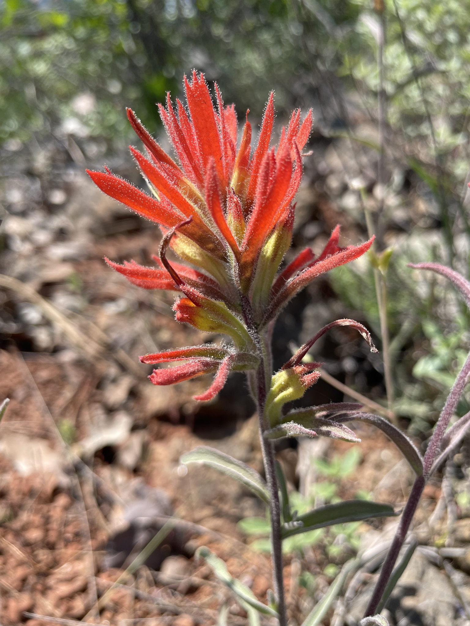 Castilleja pruinosa