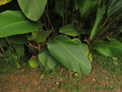 Calathea lutea