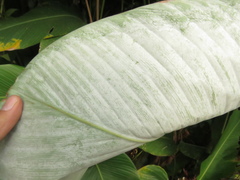 Calathea lutea