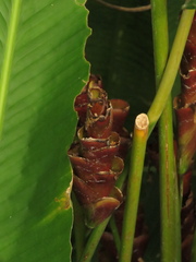 Calathea lutea