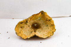 Lactarius semisanguifluus