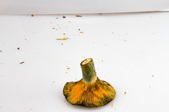 Lactarius semisanguifluus