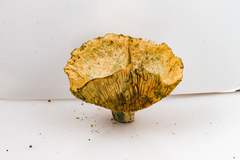 Lactarius semisanguifluus