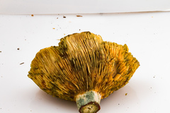 Lactarius semisanguifluus