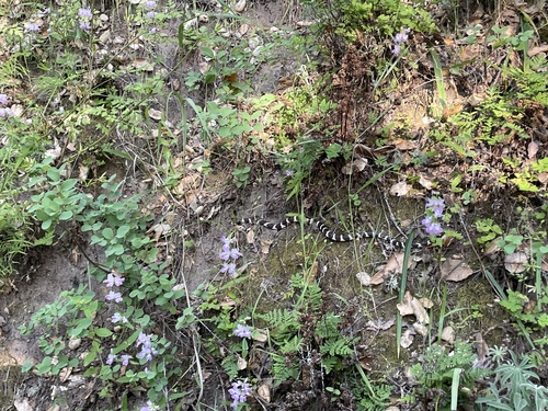 iNaturalist observation photo of California King Snake