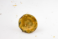 Lactarius semisanguifluus