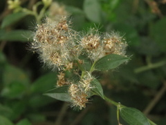 Baccharis trinervis