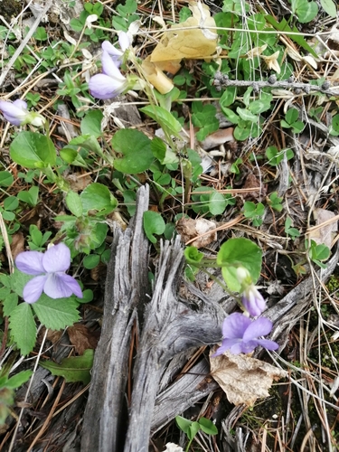 Viola sacchalinensis iNat (3)