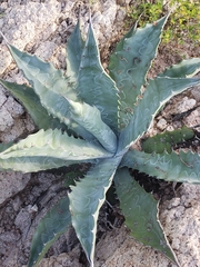 Agave sobria