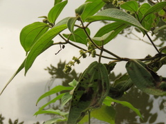 Miconia dependens