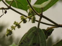 Miconia dependens