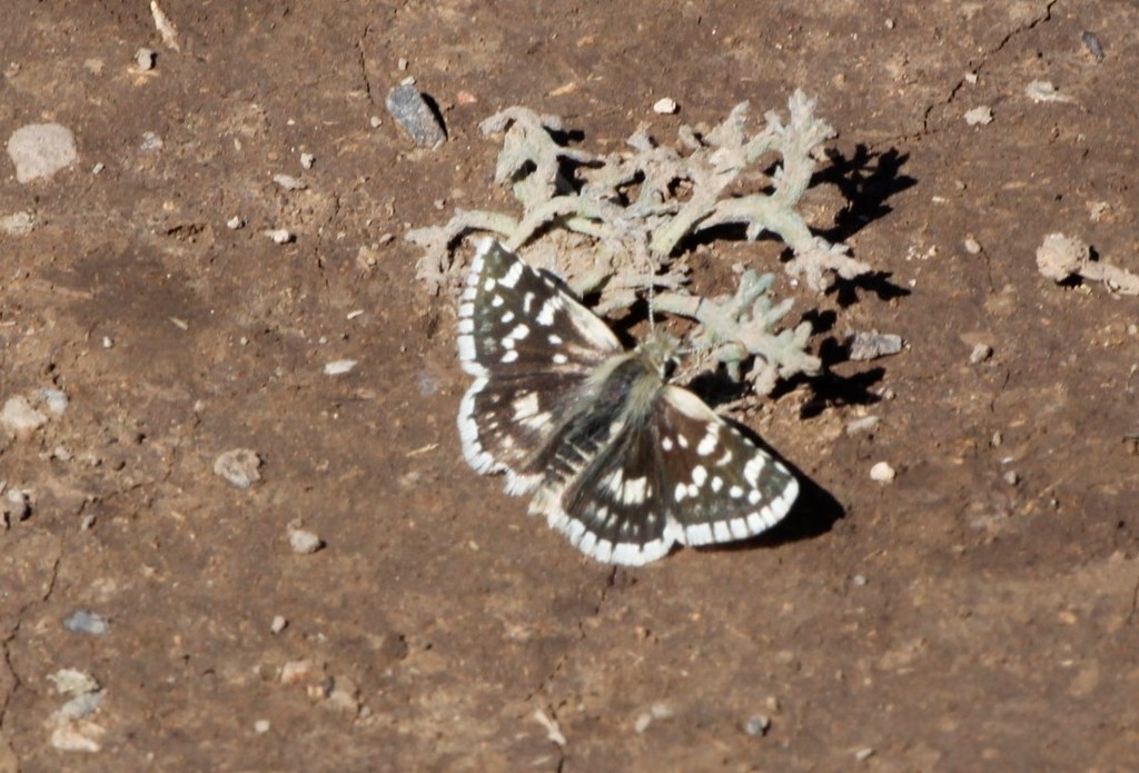 Small Checkered-Skipper