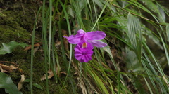 Sobralia macrantha