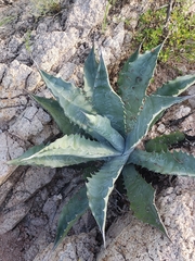 Agave sobria