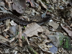 Xenodon rabdocephalus image