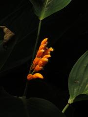 Stromanthe jacquinii