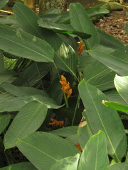 Stromanthe jacquinii