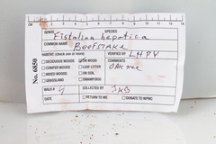 Fistulina hepatica image