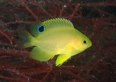 Pallid Damselfish photo 2