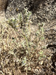 Cryptantha barbigera image