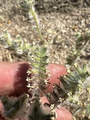 Cryptantha barbigera var. fergusoniae image