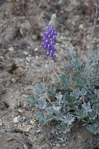 San Luis Obispo County lupine (Lupinus ludovicianus)