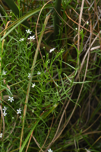 Marsh sandwort (Arenaria paludicola)