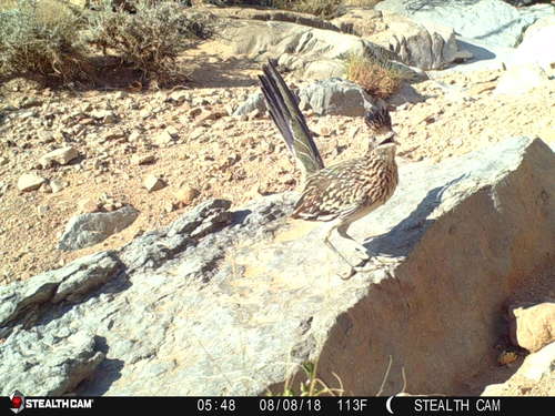 Greater Roadrunner
