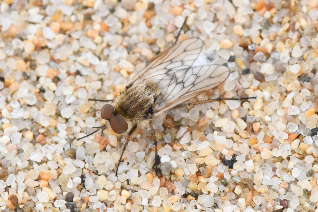 Acrosathe vanduzeei