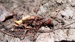 Polistes mexicanus