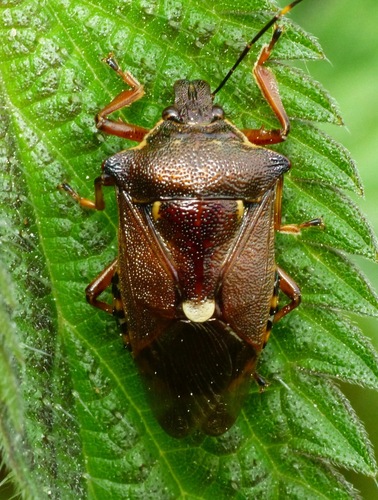 Pinthaeus sanguinipes