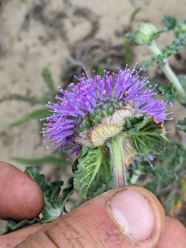 Monardella undulata