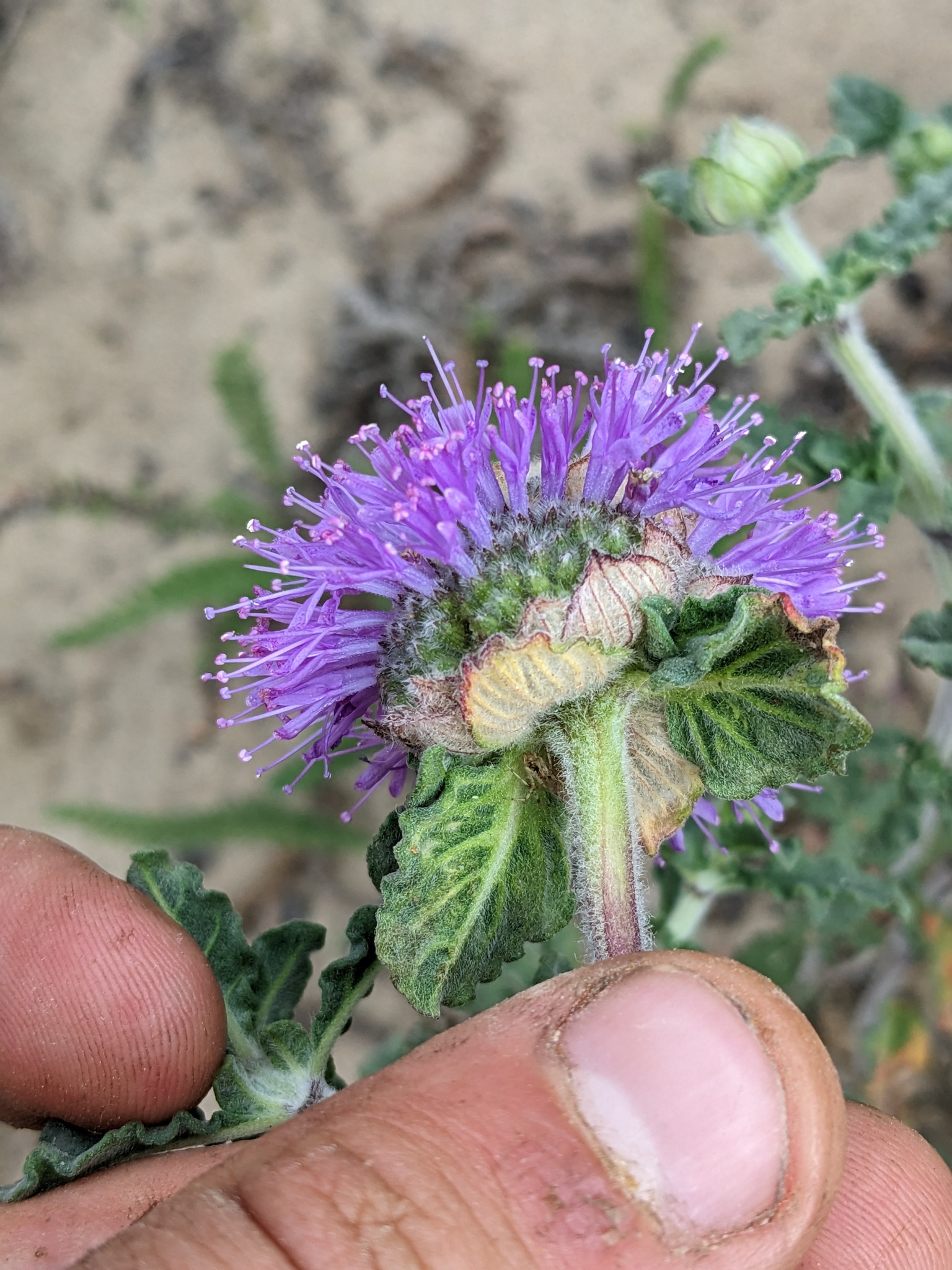 Monardella undulata