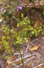 Thelymitra hatchii