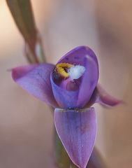 Thelymitra hatchii