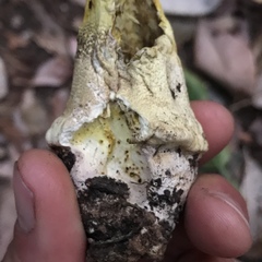 Butyriboletus persolidus