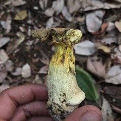Butyriboletus persolidus