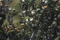 Lindleya mespiloides