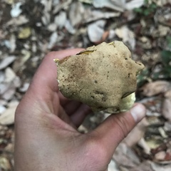 Butyriboletus persolidus