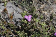 Callisia navicularis