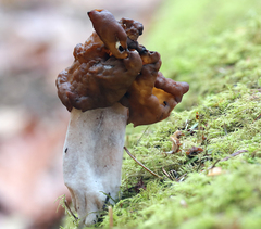 Gyromitra
